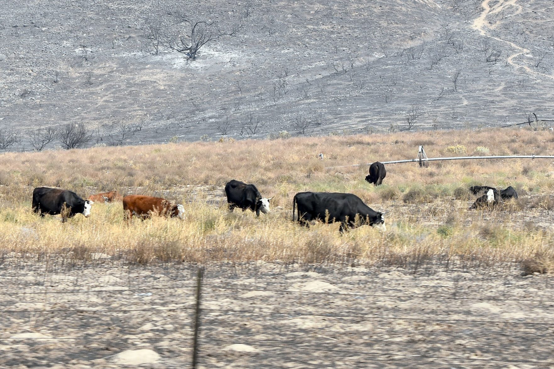 fire - cattle